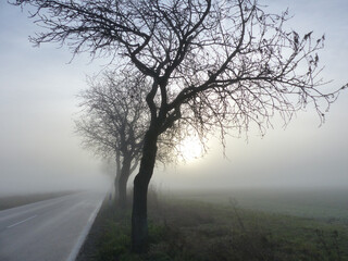 Fototapeta na wymiar Foggy Alley, Landscape With November Fog, Rhinehesse, Rhineland Palatinate, Germany