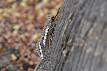 moth on a tree, western australia