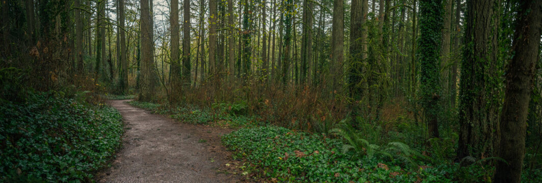 Panoramic Image Of Hiking Trail Path Through Beautiful Lush Green Mossy Forest In The Pacific Northwest