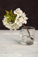 Branch of cherry blossom. Still Life.