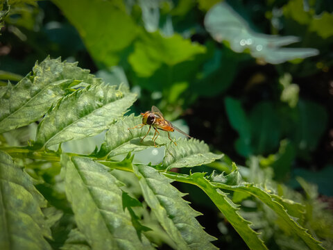 picture of hover fly which look like honeybee sitting on marigold flower leaves