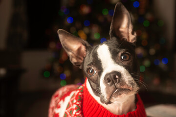 Boston Terrior Puppy Dressed Up for Christmas in Holiday Sweater