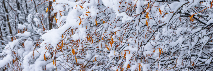 Snow on the branches of trees and bushes after a snowfall. Beautiful winter background with snow-covered trees. Autumn leaves on plants in a forest park. Cold snowy weather. Cool texture of fresh snow