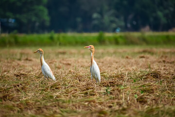 The cattle egret is a cosmopolitan species of heron (family Ardeidae) found in the tropics, subtropics, and warm-temperate zones.