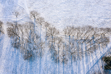snowy winter park landscape. trees and their shadows on snow. aerial top view