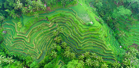 Drone view of rice plantation in bali and palms tree. Rice terraces photos from the height, bali, indonesia, ubud, the geometry of the rice field
