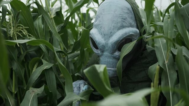 an alien in green suit stands in tall grass,making his way through thickets, an alien arrived on earth and stands in a field, concept of UFO, space, actor in alien costume