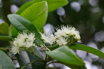 A close up shot of some beautiful white flowers of lemon myrtle tree in natural light, Queensland, Australia. 