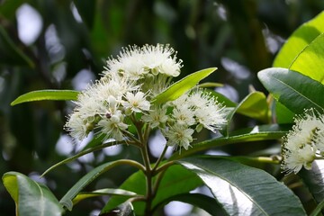 A close up shot of some beautiful white flowers of lemon myrtle tree in natural light, Queensland, Australia.  - obrazy, fototapety, plakaty