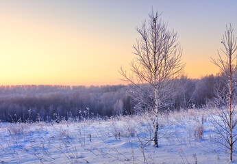 Field on a winter morning. A small birch tree among drifts of blue snow, a Golden horizon in the distance