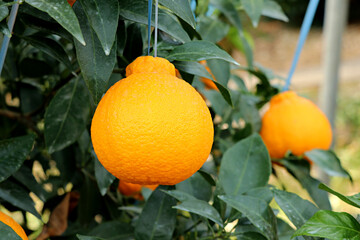 한국 제주도의 대표 과일 한라봉