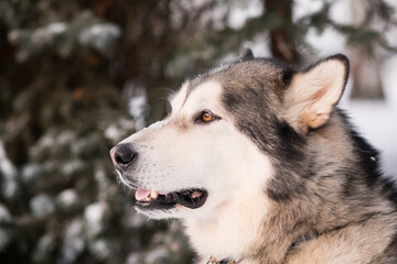 Alaskan malamute in winter forest. close up portrait. side view. Mouth open.