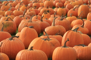 pumpkins on the ground