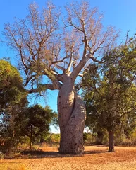 Foto op Canvas Baobab tree Amoureux baobabs in love. Giant Amorous baobab. Miracle of nature. Endemic Adansonia za grow only in dry tropical forest. Two such giants twisted together is unusual sight © OLENA