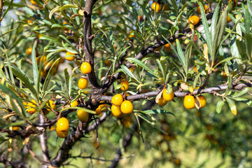 Hippophae rhamnoides also known as common sea buckthorn shrub. Harvest time