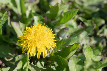 one yellow dandelion flower on background of green grass, spring flowers background