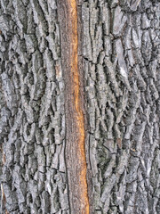 Texture of the bark of old maple tree