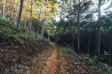 Fototapeta premium In the morning forest Sunshine and trees in the forest