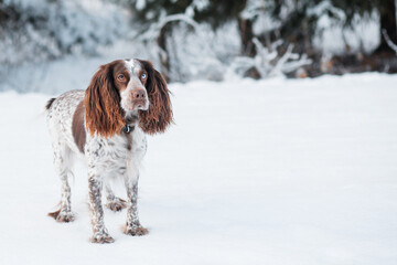 Chocolate spaniel with different eyes standing in winter forest.