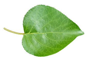 Obraz premium Apricot leaf isolated on a white background