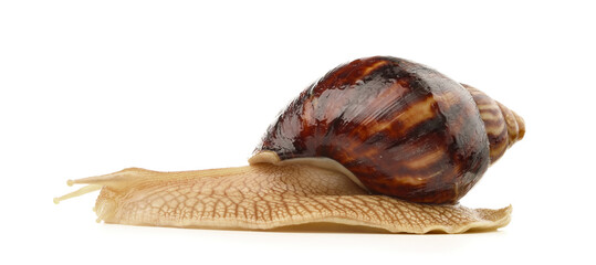 Giant Achatina snails on  white background