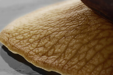 Giant Achatina snail, closeup view