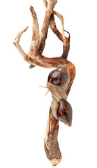 Giant Achatina snails on tree branch against white background