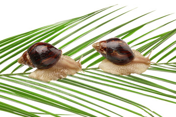 Giant Achatina snails on tropical leaf against white background