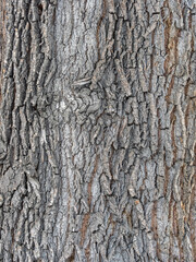 The texture of the bark of an old willow