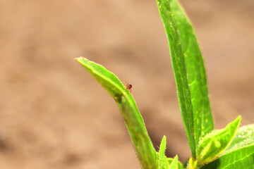 View of small ants sitting on green pulse