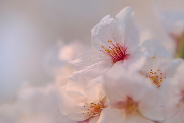 Fototapeta na wymiar 桜の花のクローズアップ写真