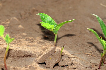 Small green pulse plant growing