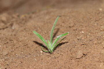 Healthy isabgol plant