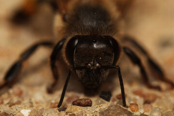 Macro shot of a bee resting on pavement