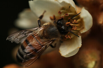 Macro shot of a bee pollinating