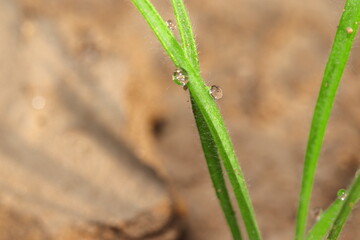 Drops of dew collected on the leaves of isabgol, PSYLLIUM