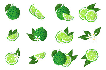 Set of illustrations with bergamot exotic citrus fruits, flowers and leaves isolated on a white background.