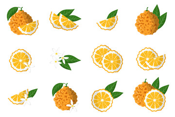 Set of illustrations with bitter orange exotic citrus fruits, flowers and leaves isolated on a white background.