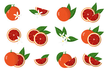 Set of illustrations with blood orange exotic citrus fruits, flowers and leaves isolated on a white background.