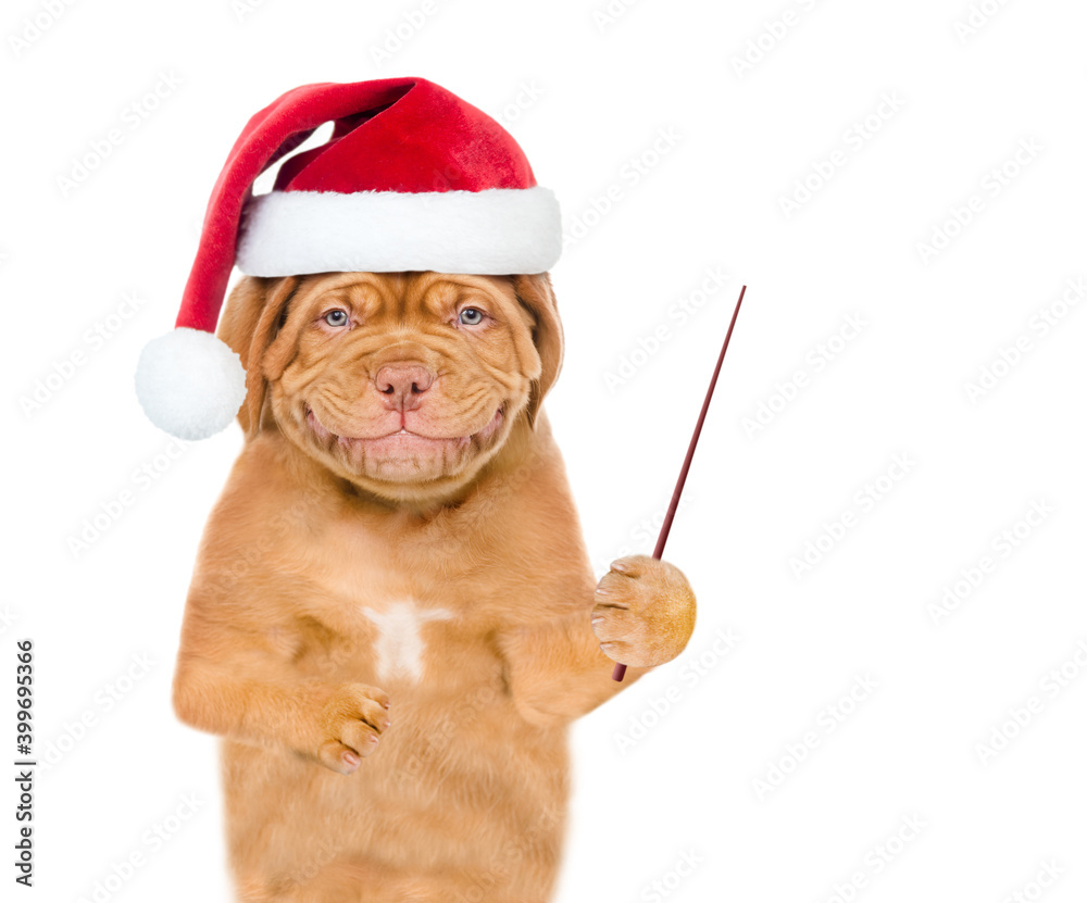 Poster Smiling puppy  wearing a red christmas hat points away on empty space. isolated on white background