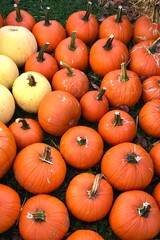 Viele Kürbisse liegen auf dem Boden aufgereiht