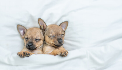 Toy terrier puppies sleep together under a white blanket on a bed at home. Top down view. Empty space for text