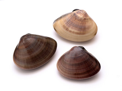 生はまぐり の画像 78 件の Stock 写真 ベクターおよびビデオ Adobe Stock