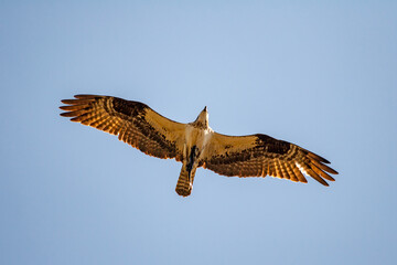 An osprey flies high above looking for prey