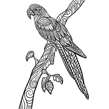 Hand drawn of Macaw bird  zentangle arts . vector illustration