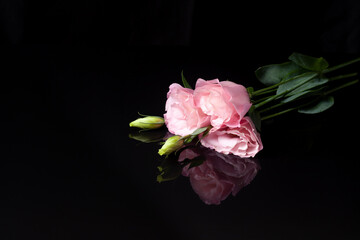 Fototapeta premium a floral arrangement of three pink lisianthus or eustoma flowers with an unopened bud lies on a black background with a reflection.