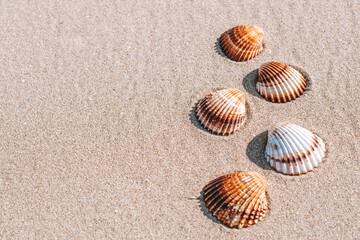 Hello summer with seashells, starfishes on sand ocean beach background. Exotic beach with copy space.