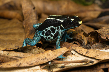 Closeup of a dyeing poison dart frog 