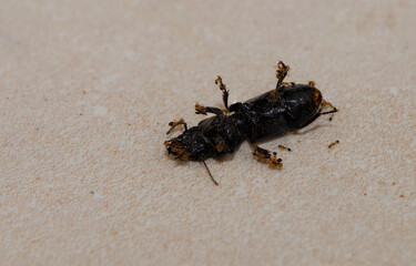 disinfection of home pests dead rat on the floor decay process termites ants