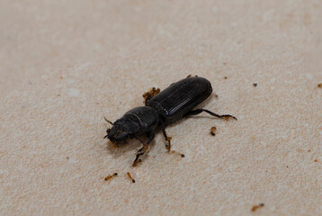 Ants help keep the dead insect carcass on the ground.